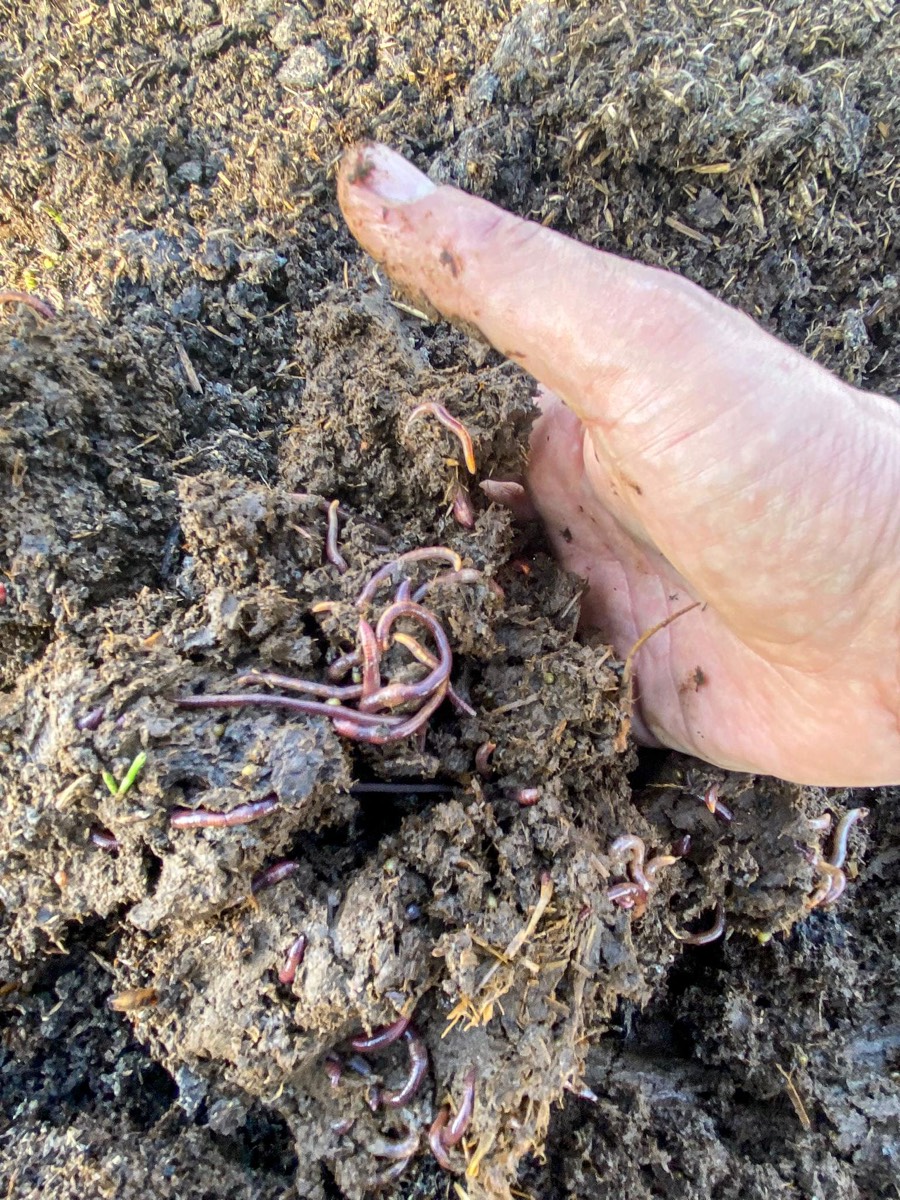 Una mano nell'humus vivo pieno di lombrichi